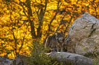 standing Grey Wolf