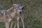 standing Grey Wolves