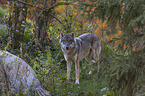 standing Grey Wolf