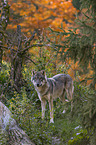 standing Grey Wolf