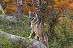 standing Grey Wolf