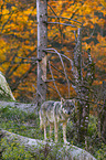 standing Grey Wolf