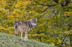 standing Grey Wolf