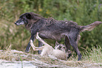 Grey Wolf with Eastern Timber Wolf