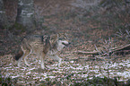 walking Grey Wolf