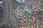 standing Grey Wolf