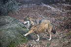 standing Grey Wolf