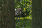 standing Grey Wolf