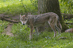 standing Grey Wolf