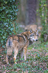 standing Grey Wolf