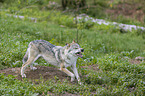 standing Grey Wolf