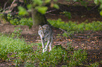 walking Grey Wolf