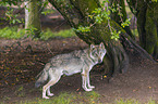 standing Grey Wolf