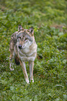 standing Grey Wolf