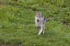 running Grey Wolf