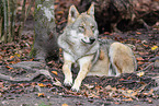 grey wolf