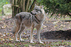 grey wolf