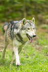 grey wolf