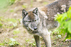 grey wolf