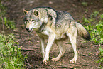 grey wolf