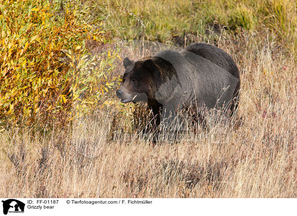 Grizzly bear / FF-01187