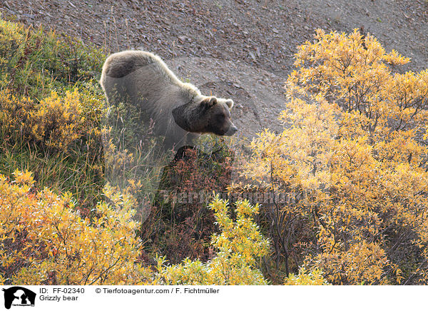 Grizzly bear / FF-02340