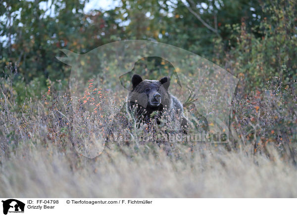 Grizzlybr / Grizzly Bear / FF-04798