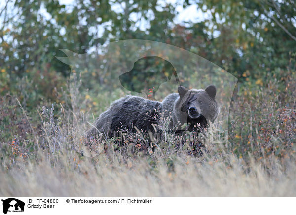 Grizzlybr / Grizzly Bear / FF-04800