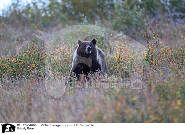 Grizzly Bear / FF-04806