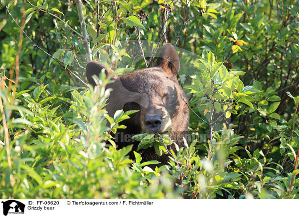 Grizzlybr / Grizzly bear / FF-05620