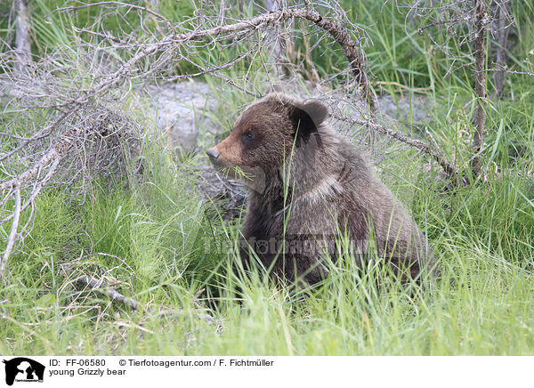 Grizzlybr Junges / young Grizzly bear / FF-06580