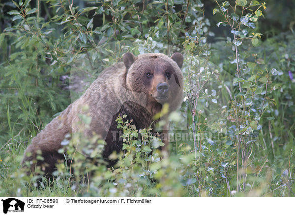 Grizzlybr / Grizzly bear / FF-06590