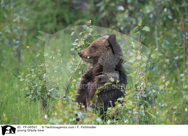 Grizzlybr Junges / young Grizzly bear / FF-06591