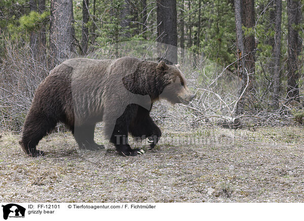 Grizzlybr / grizzly bear / FF-12101