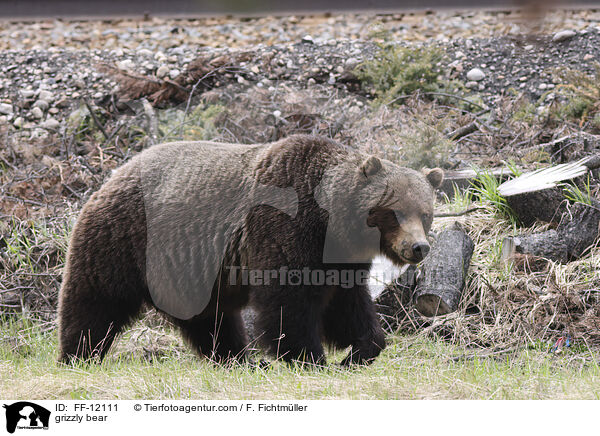 grizzly bear / FF-12111