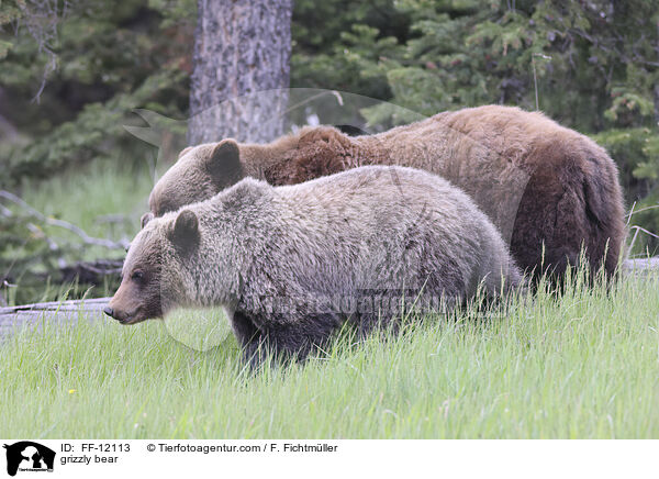 grizzly bear / FF-12113