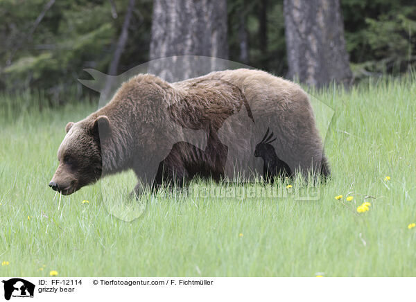 grizzly bear / FF-12114