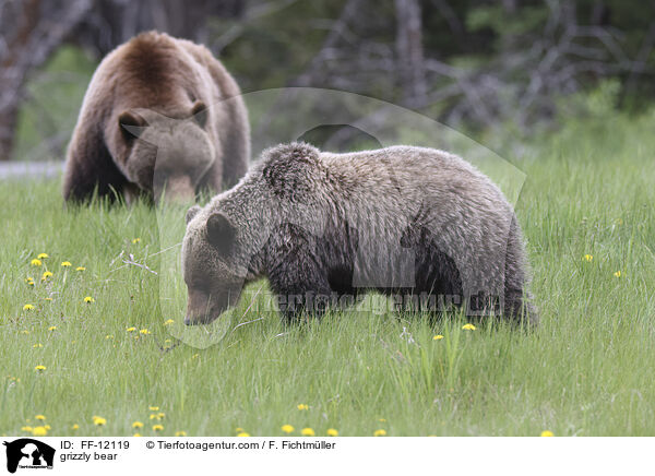 grizzly bear / FF-12119