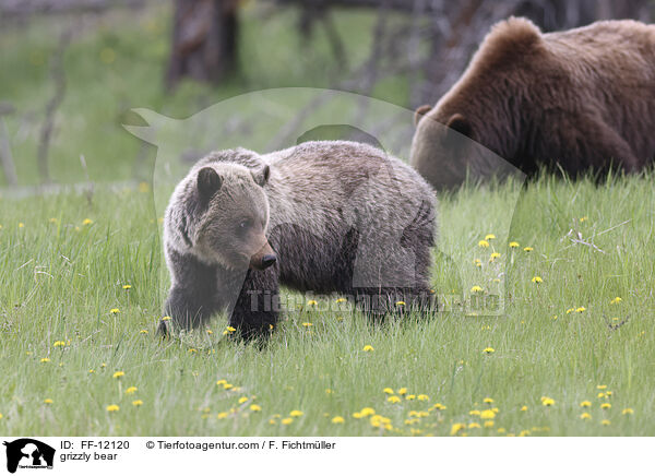 Grizzlybr / grizzly bear / FF-12120