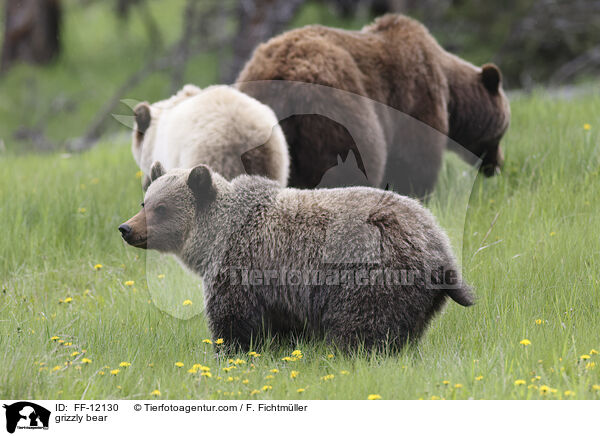 grizzly bear / FF-12130