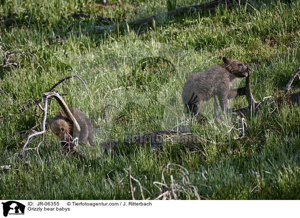 Grizzlybr Jungtiere / Grizzly bear babys / JR-06355