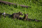 Grizzly bear babys