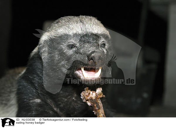 eating honey badger / HJ-03038