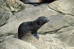 Hooker's sea lion