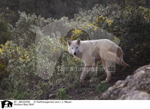 Kanadischer Wolf / Hudson Bay Wolf / JM-03056