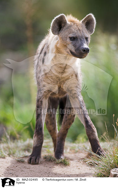Hyne / hyena / MAZ-02495