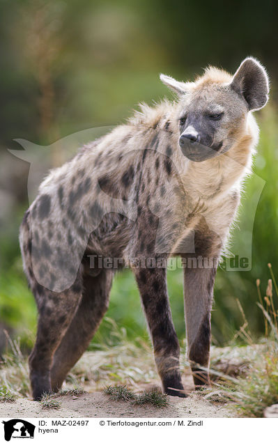 Hyne / hyena / MAZ-02497