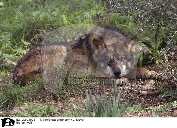 Iberischer Wolf / Iberian wolf / JM-03523