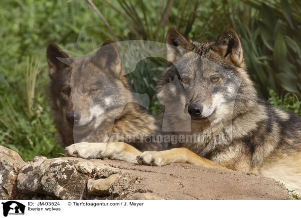 Iberische Wlfe / Iberian wolves / JM-03524