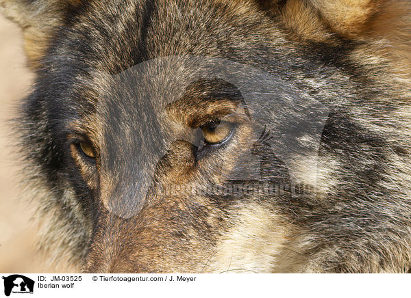 Iberischer Wolf / Iberian wolf / JM-03525